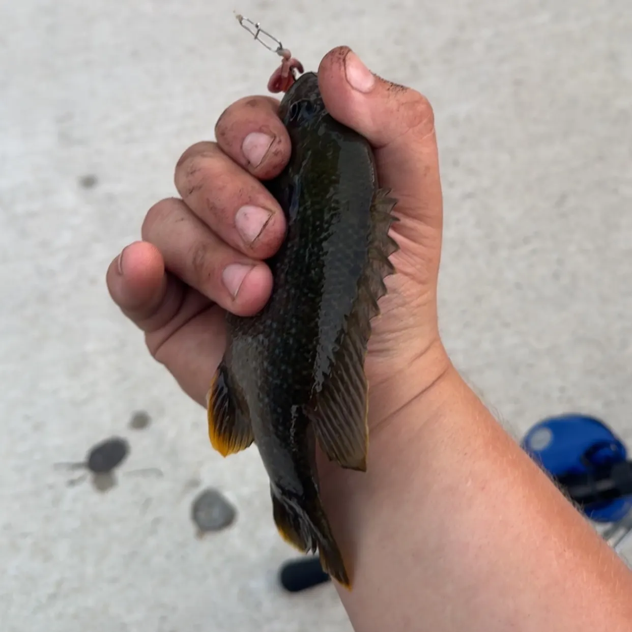Bluegill caught on Fishbrain