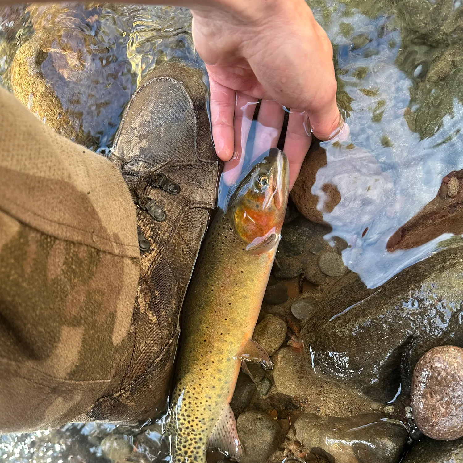 The most recent Colorado river cutthroat trout catches on Fishbrain
