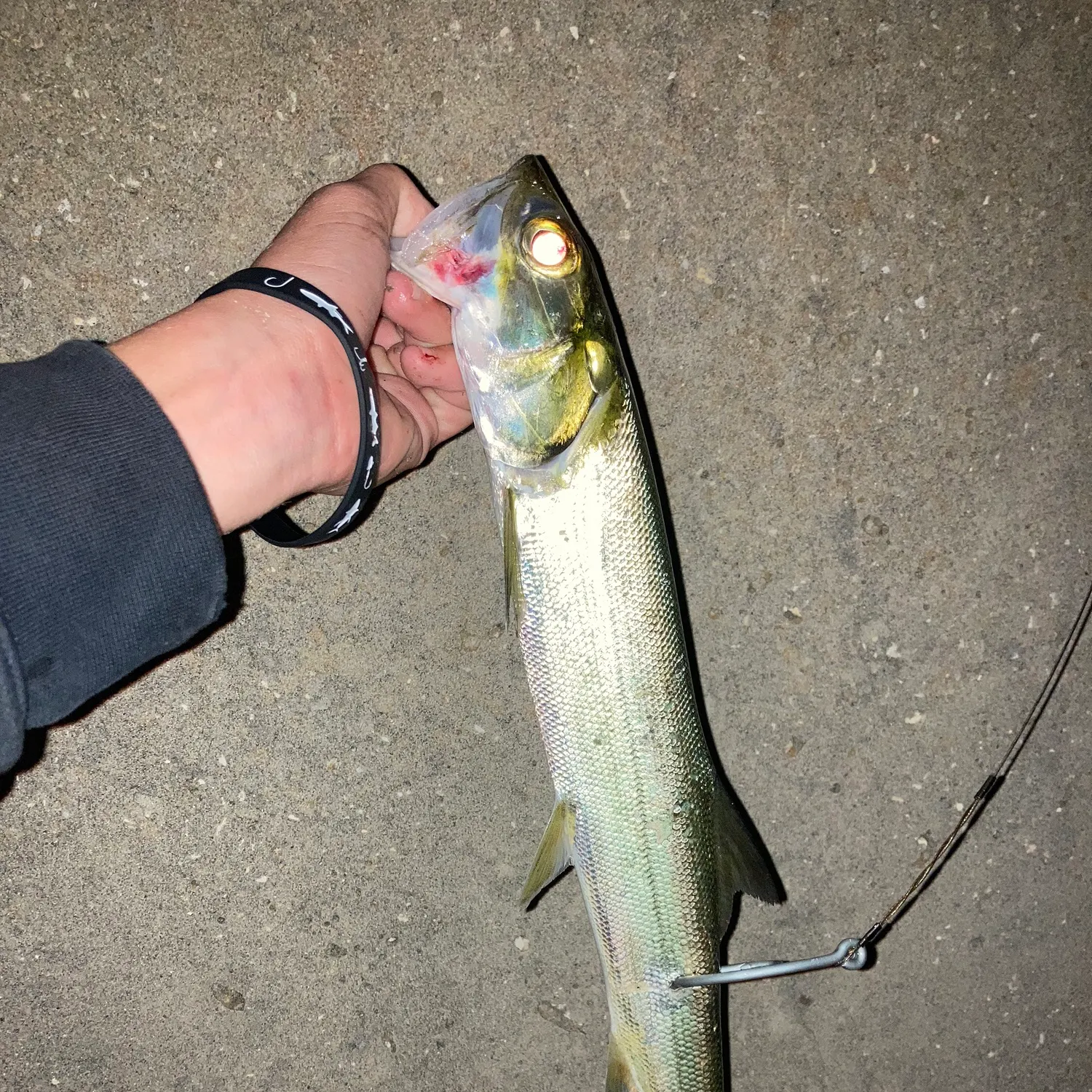 The most recent Ladyfish catches on Fishbrain