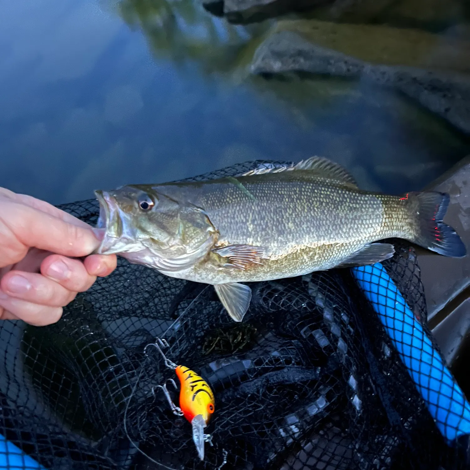 Smallmouth bass caught on Fishbrain