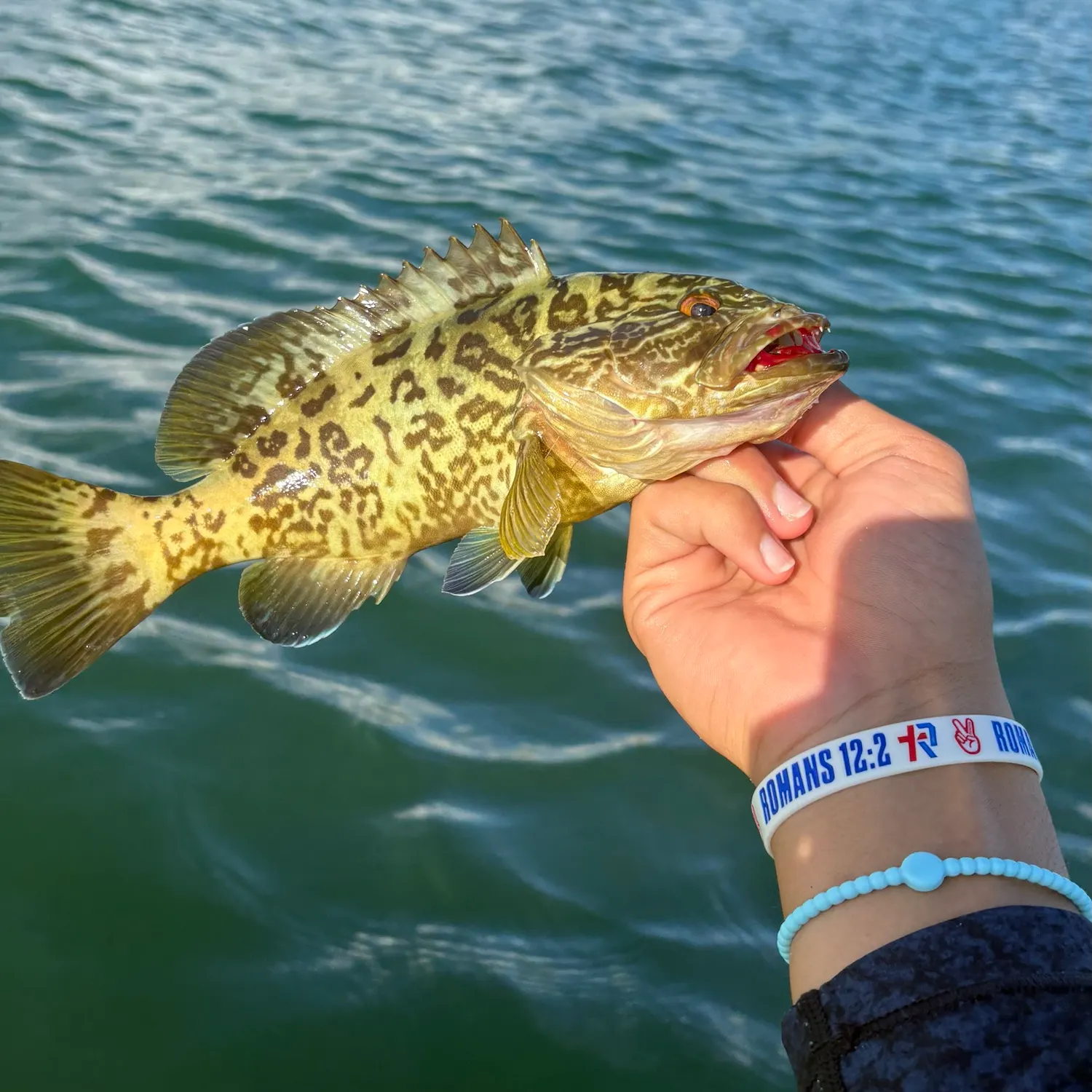 Gag grouper caught on Fishbrain