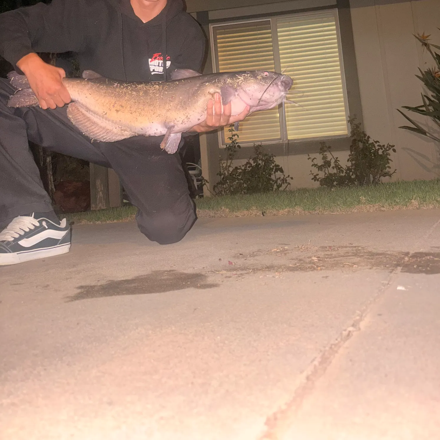 Channel catfish caught on Fishbrain