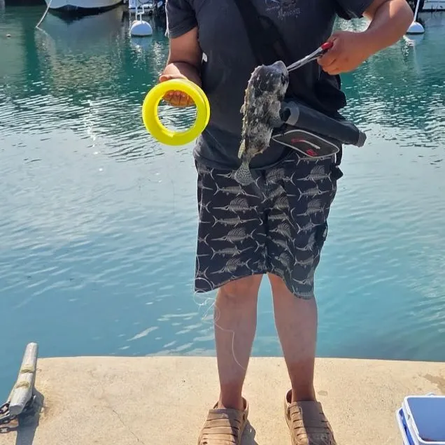 The most recent Spot-fin porcupinefish catches on Fishbrain