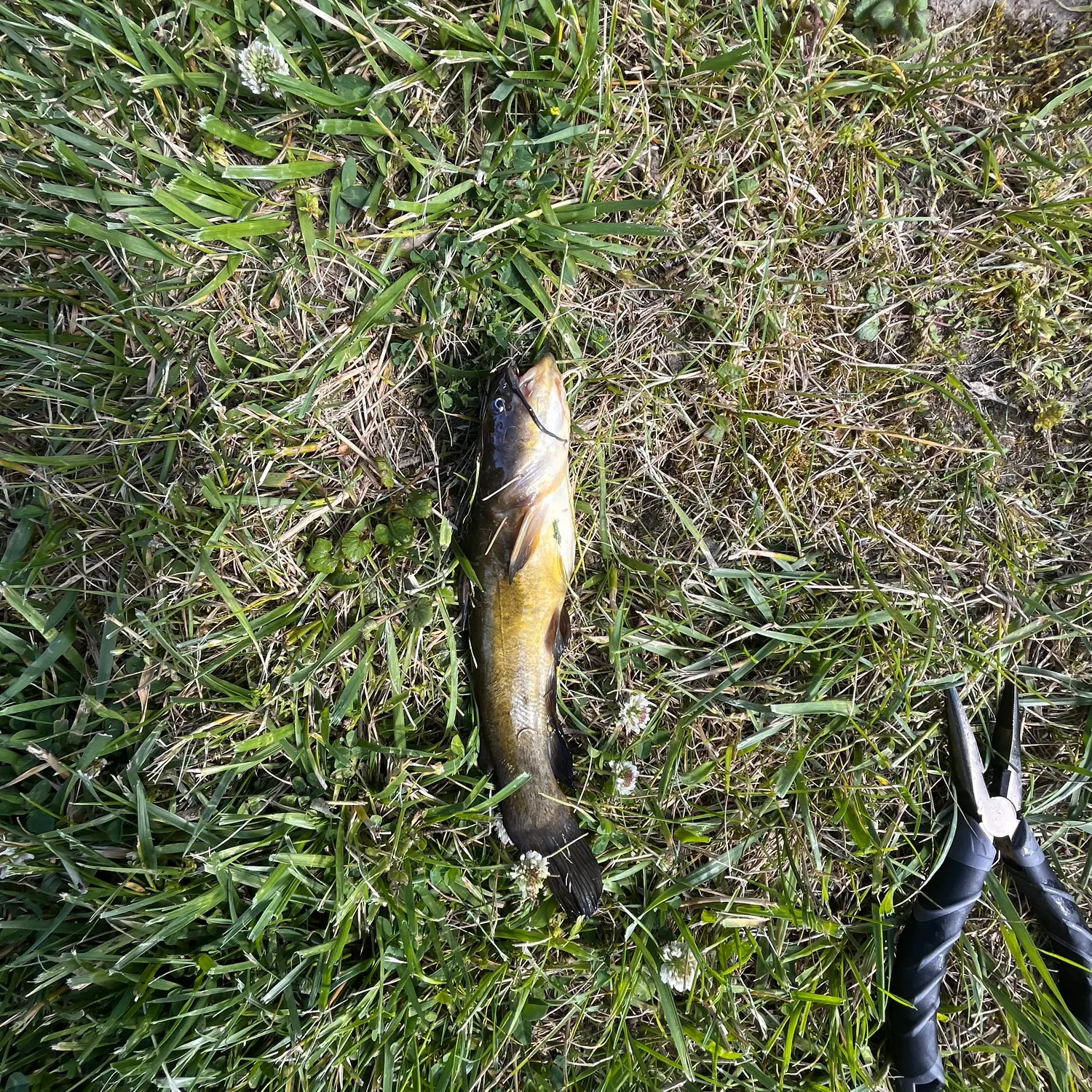 angler catch