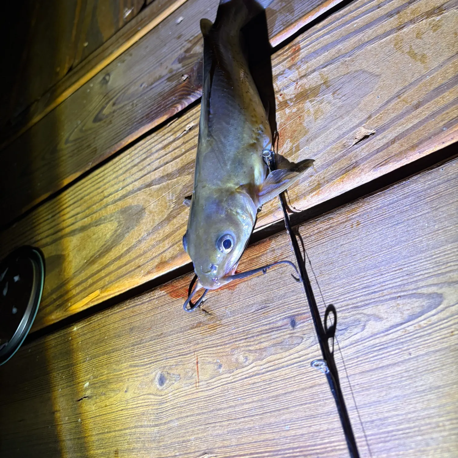 Channel catfish caught on Fishbrain