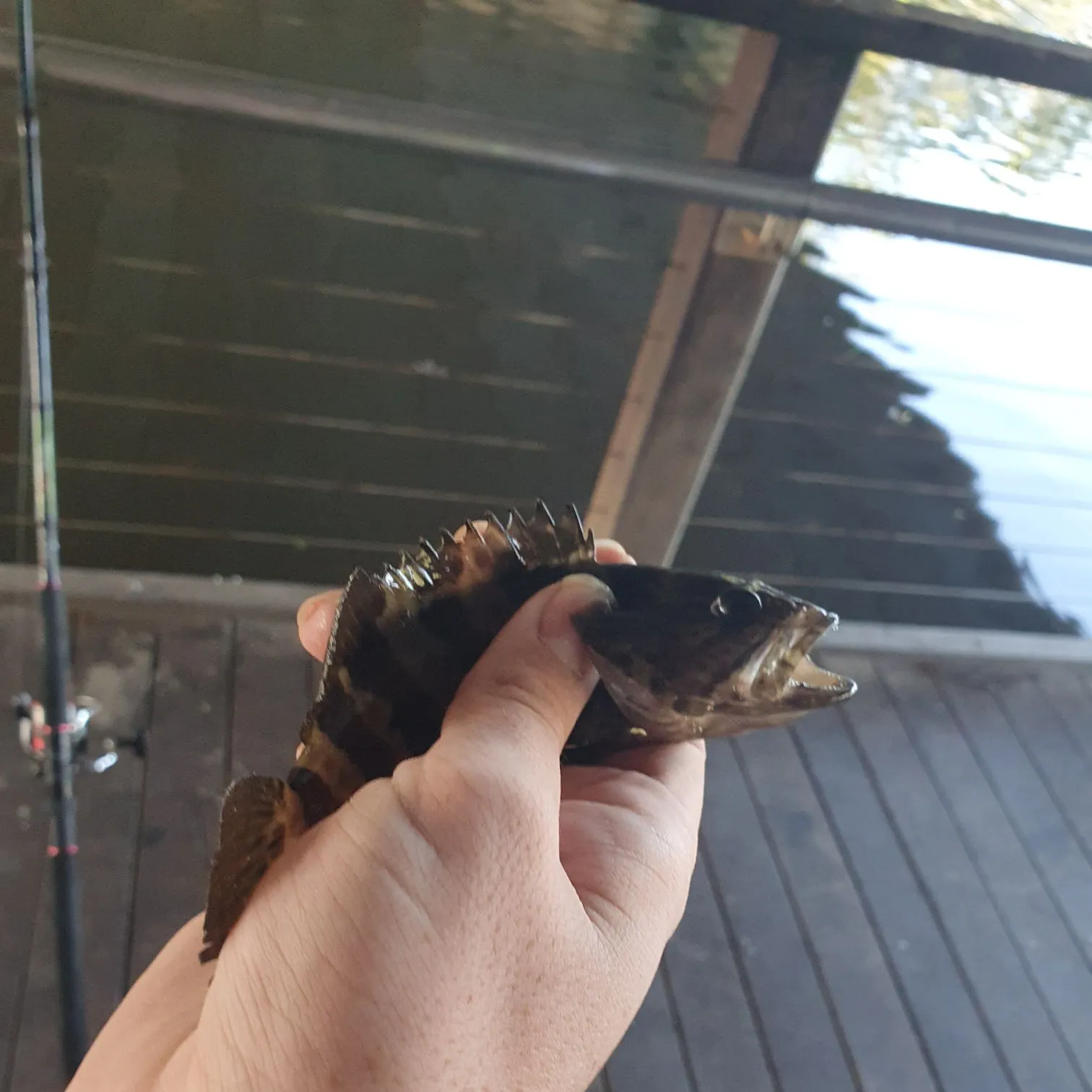most liked catch image