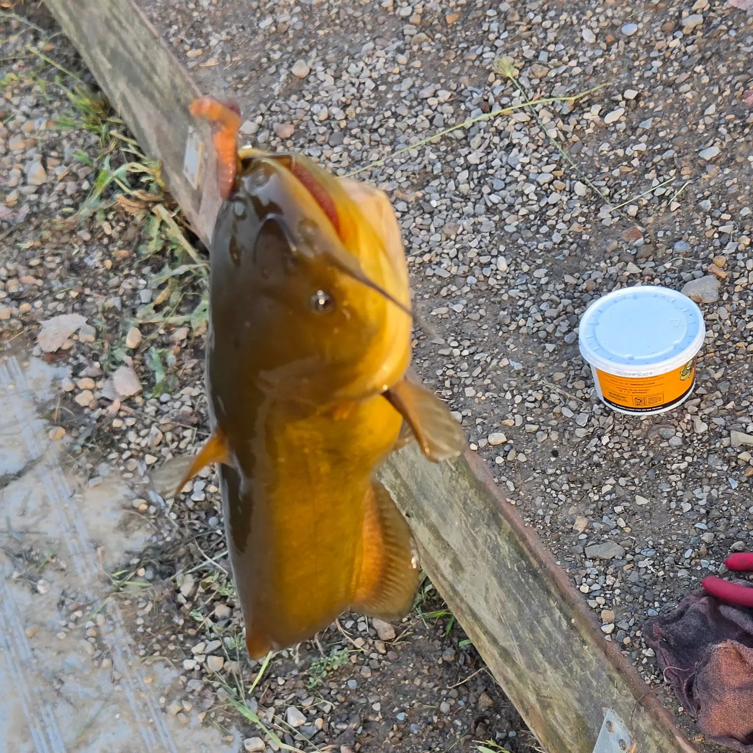 Black bullhead caught on Fishbrain