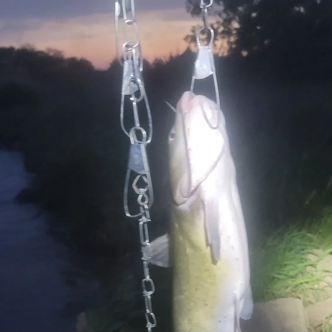 angler catch