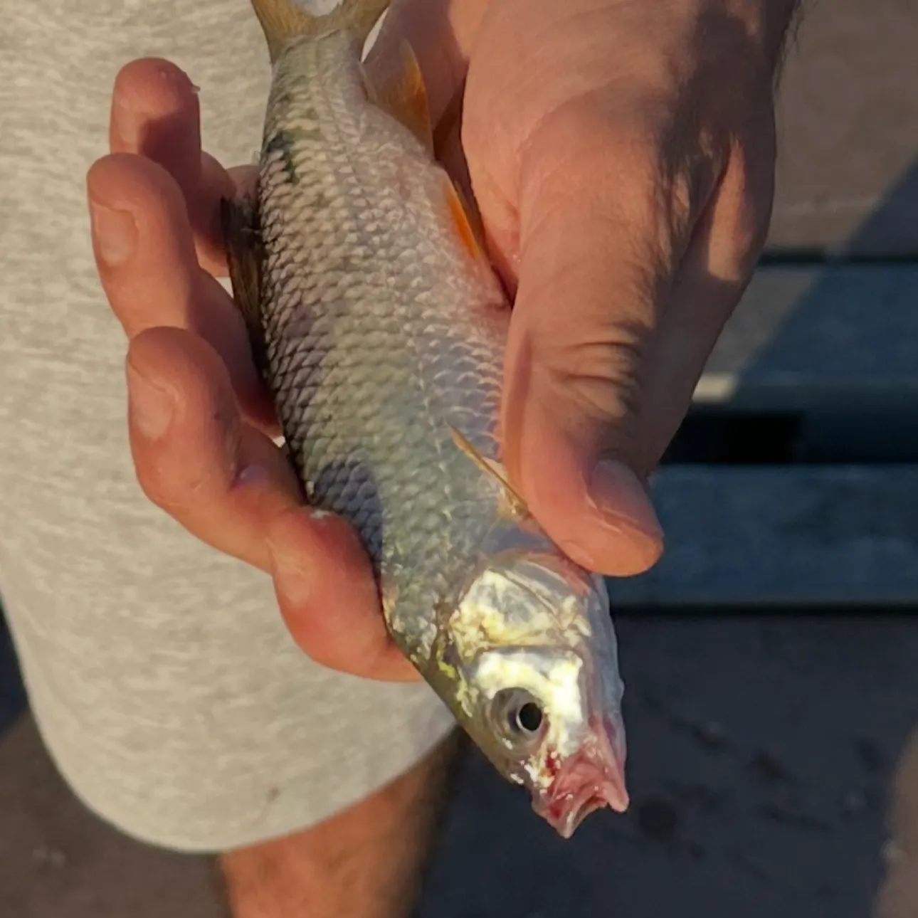 The most recent Picarel catches on Fishbrain