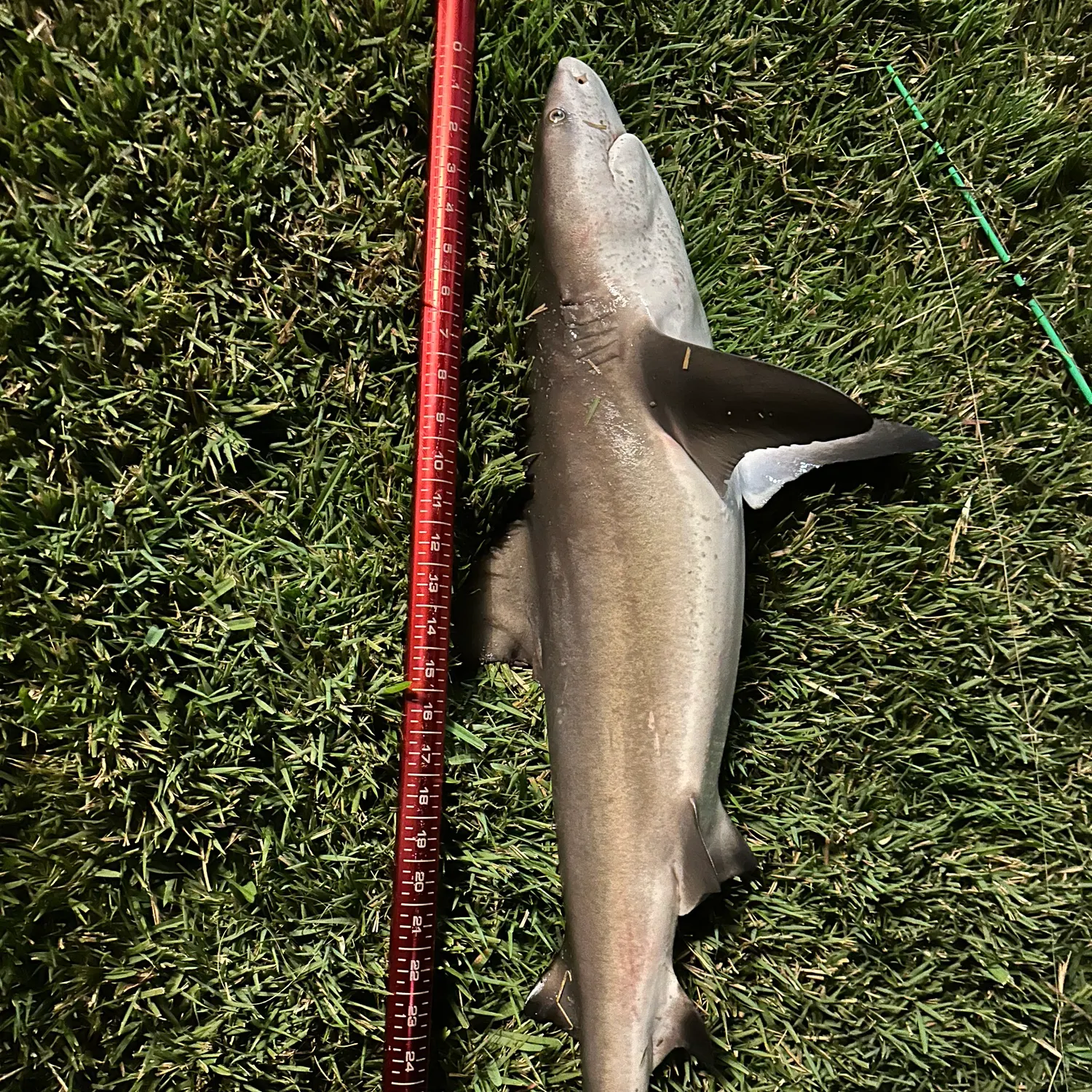 most liked catch image