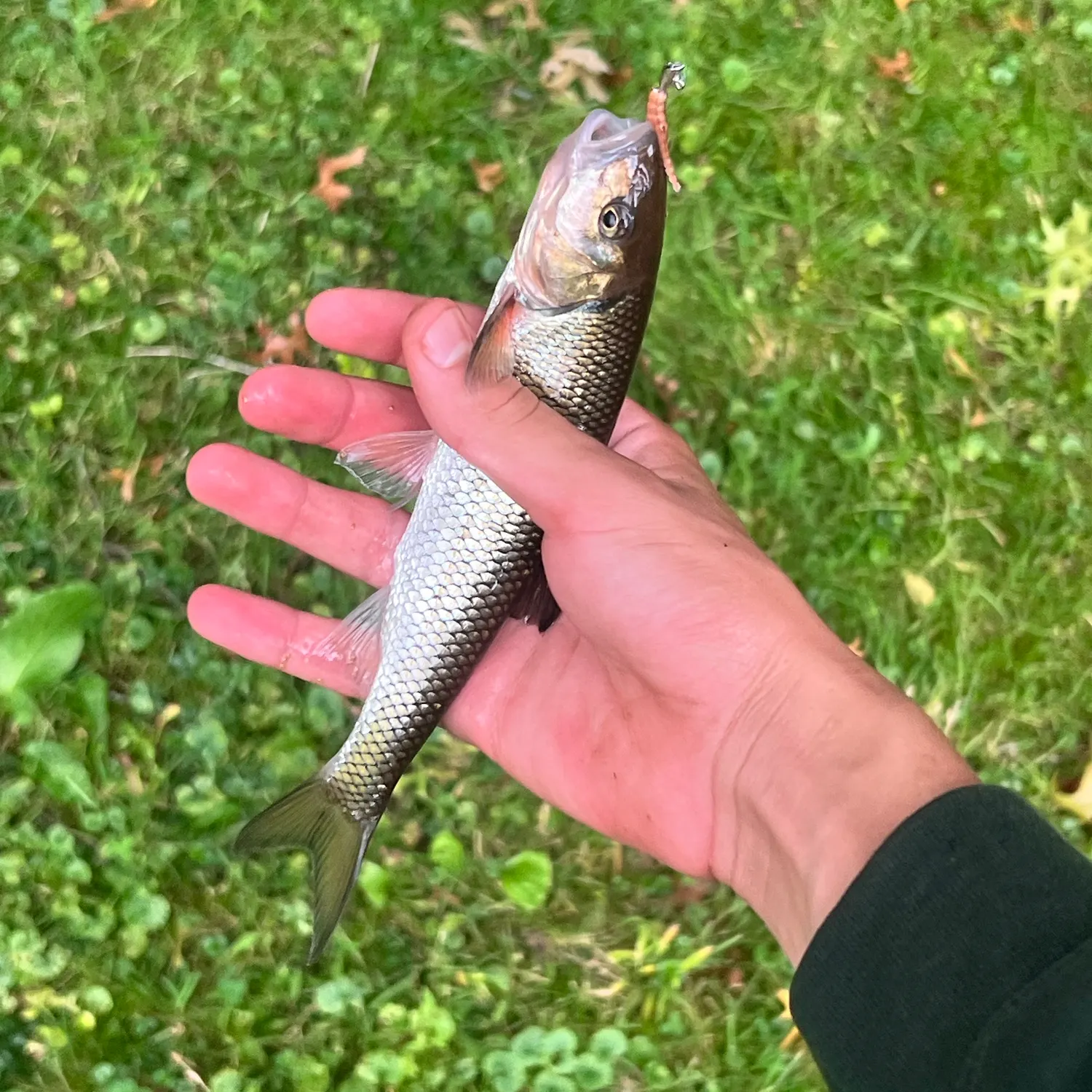 Fallfish caught on Fishbrain
