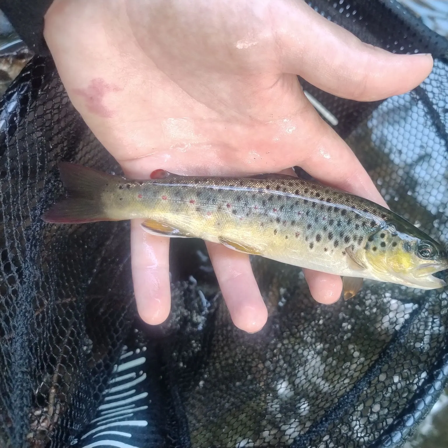 Brown trout caught on Fishbrain