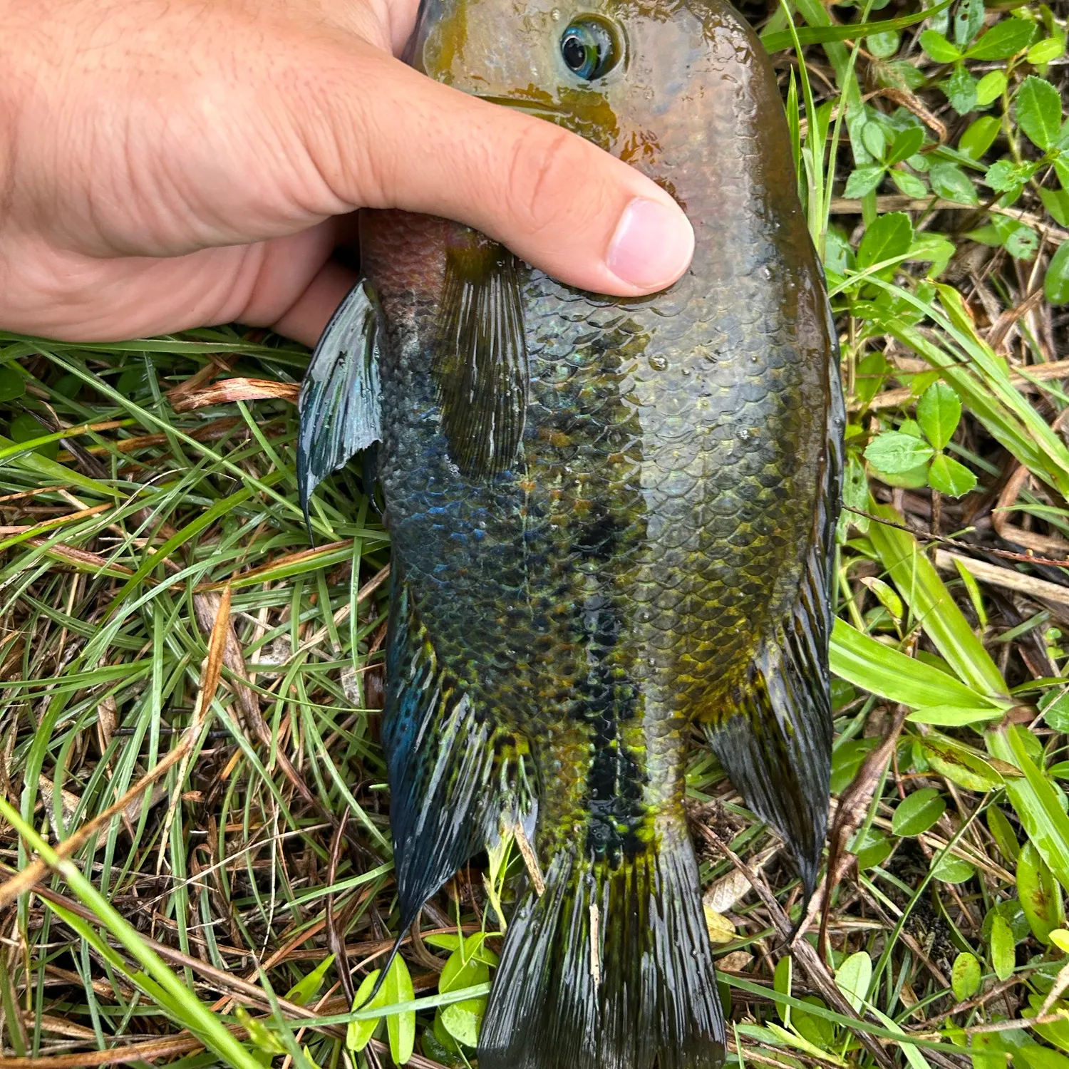 The most recent Redhead cichlid catches on Fishbrain