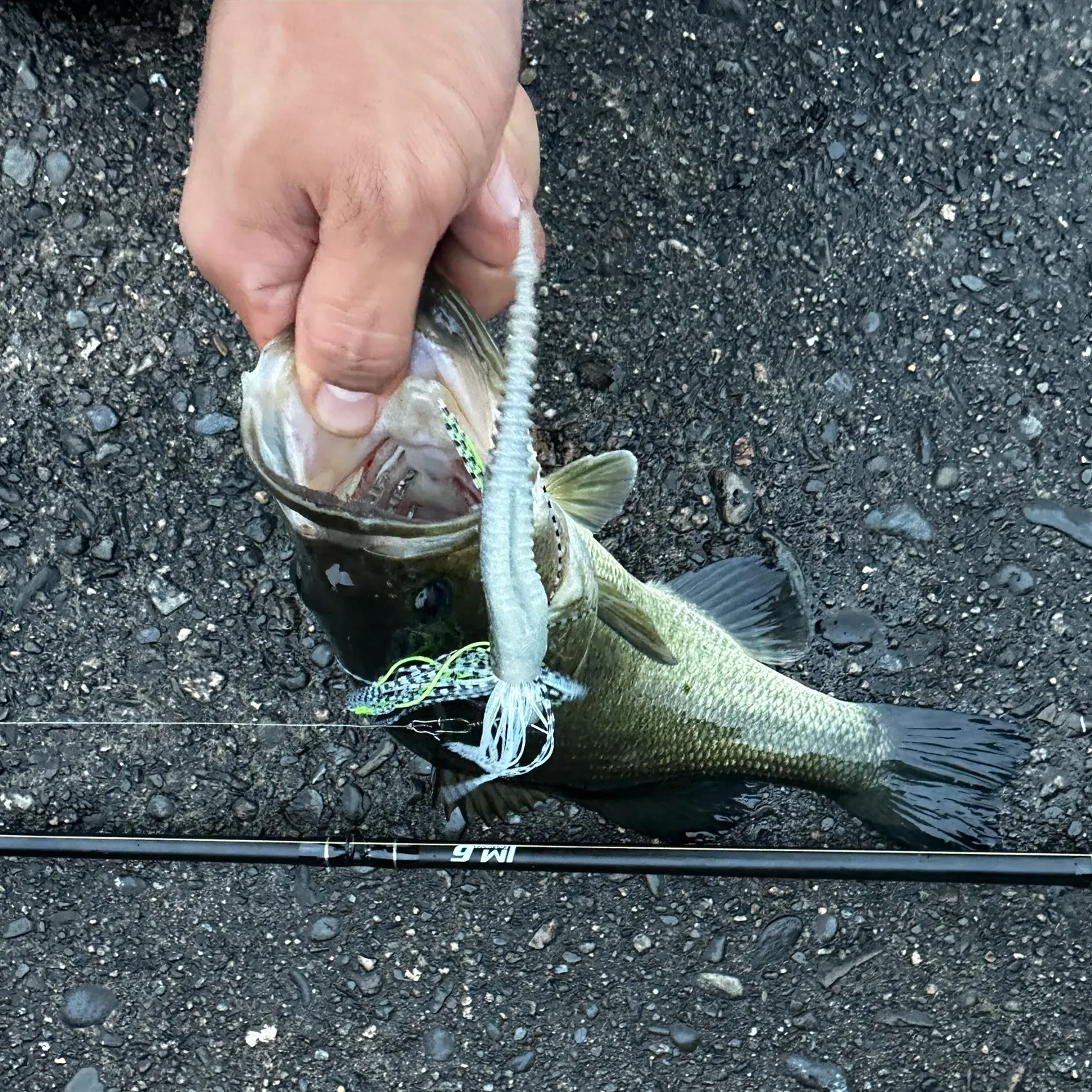 Largemouth bass caught on Fishbrain