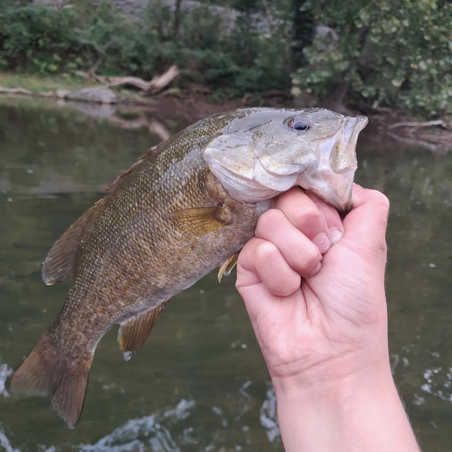Smallmouth bass caught on Fishbrain