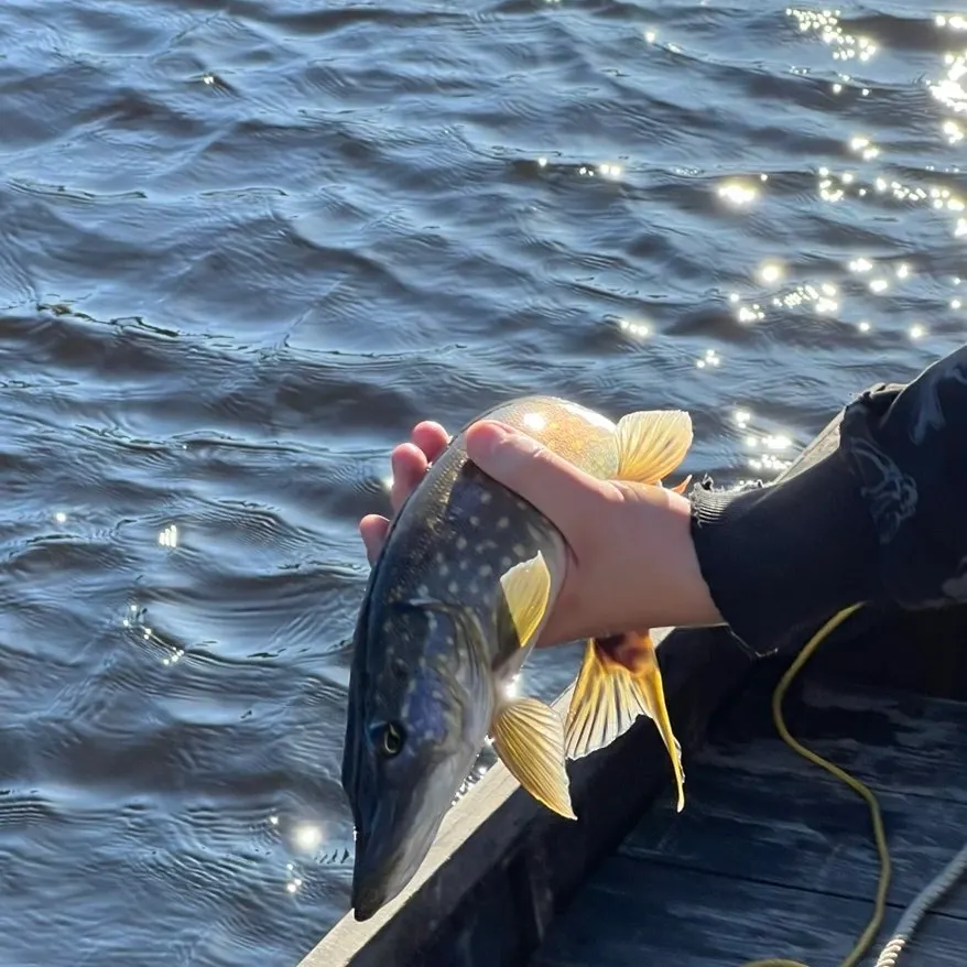Northern pike caught on Fishbrain