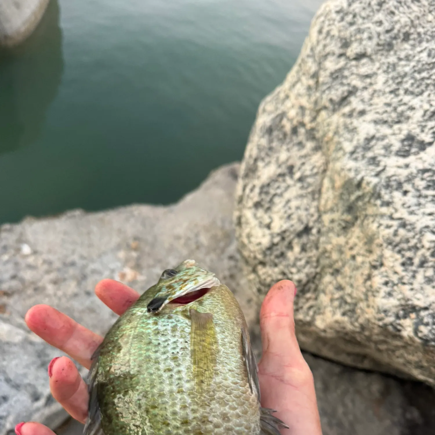 Bluegill caught on Fishbrain