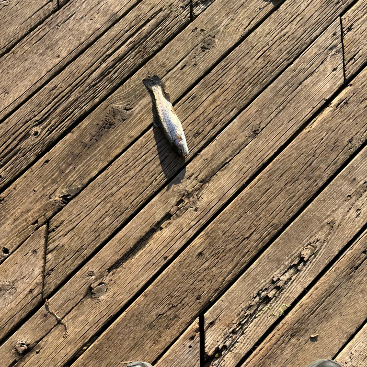 Rainbow trout caught on Fishbrain