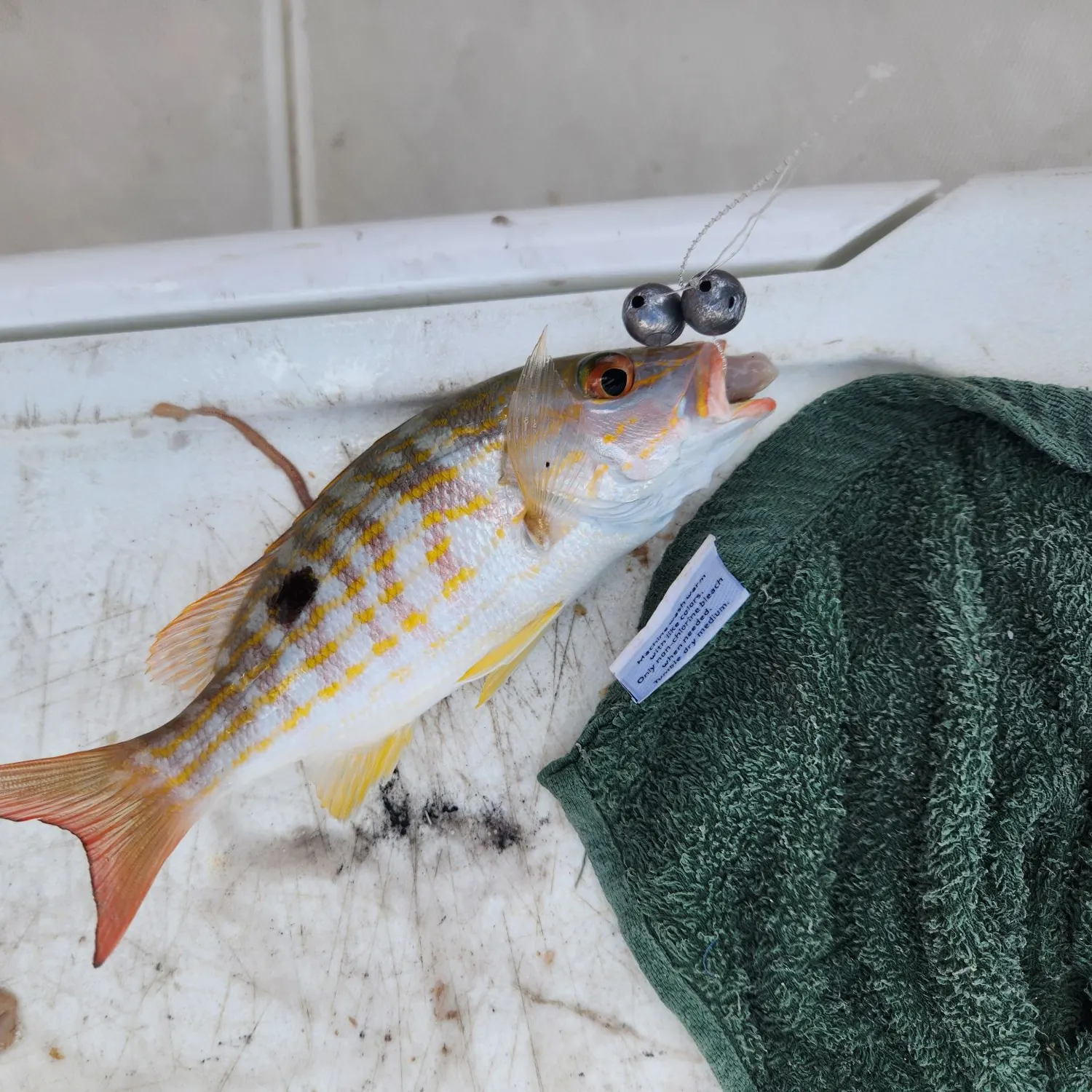 The most recent Lane snapper catches on Fishbrain