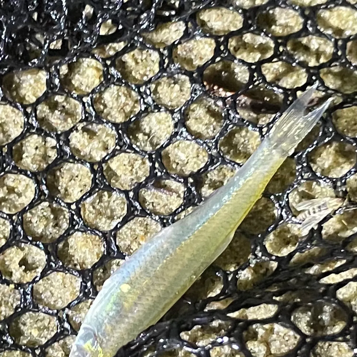 The most popular recent Sand shiner catch on Fishbrain