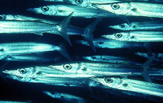 Bigeye barracuda