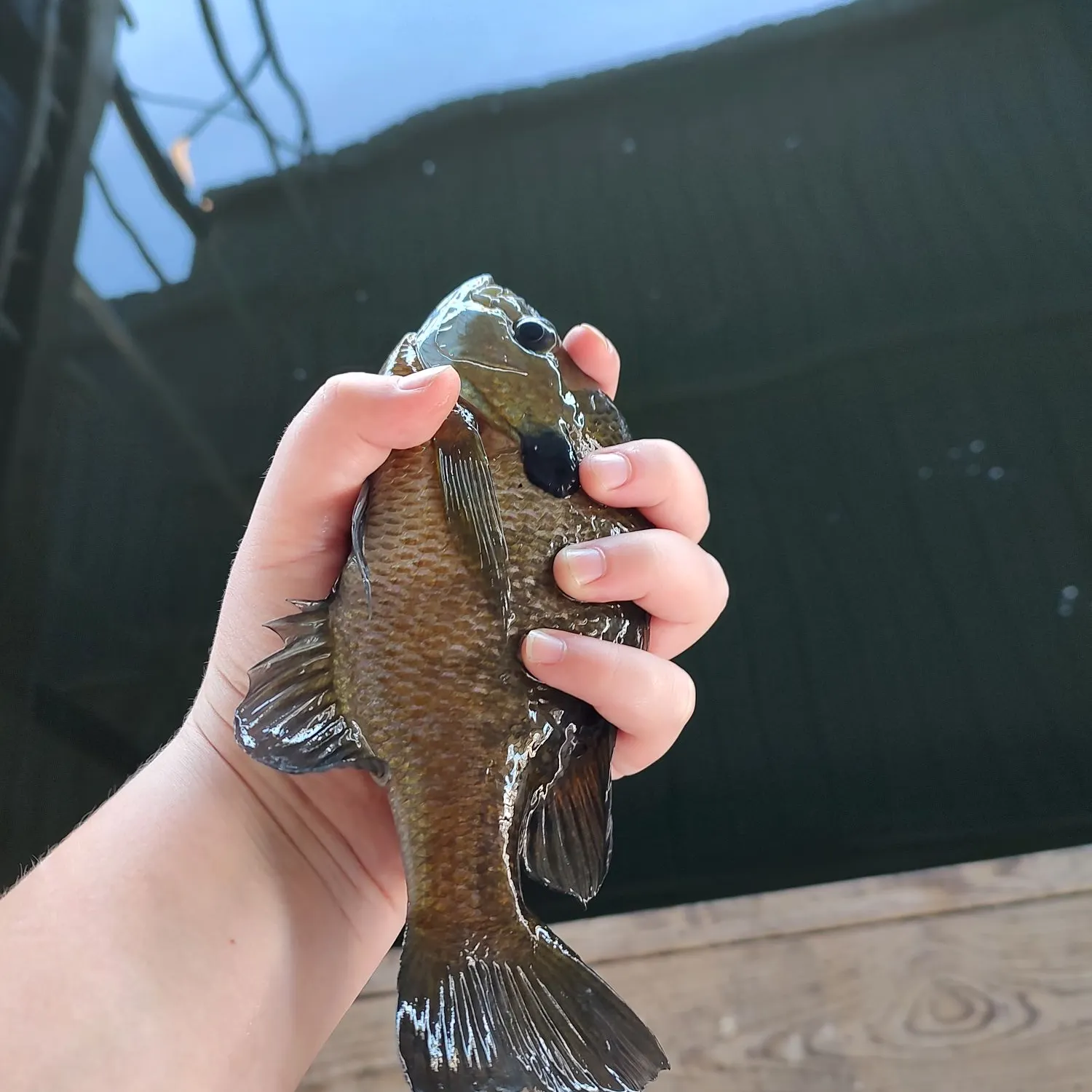 Bluegill caught on Fishbrain