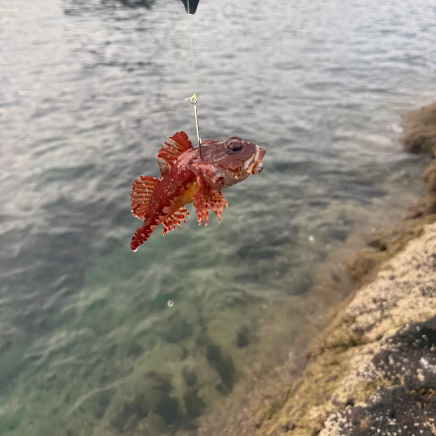 The most recent Western scorpionfish catches on Fishbrain