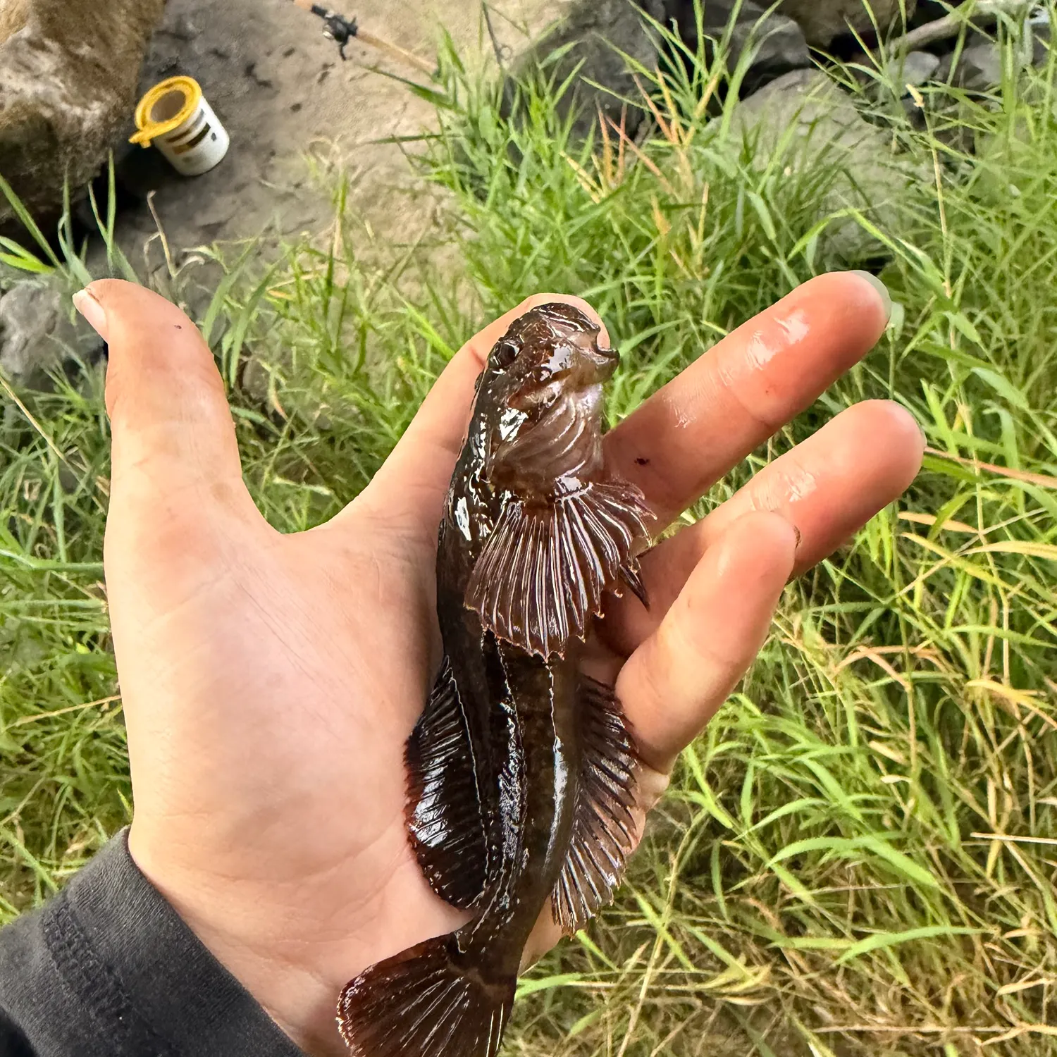 Mottled sculpin caught on Fishbrain