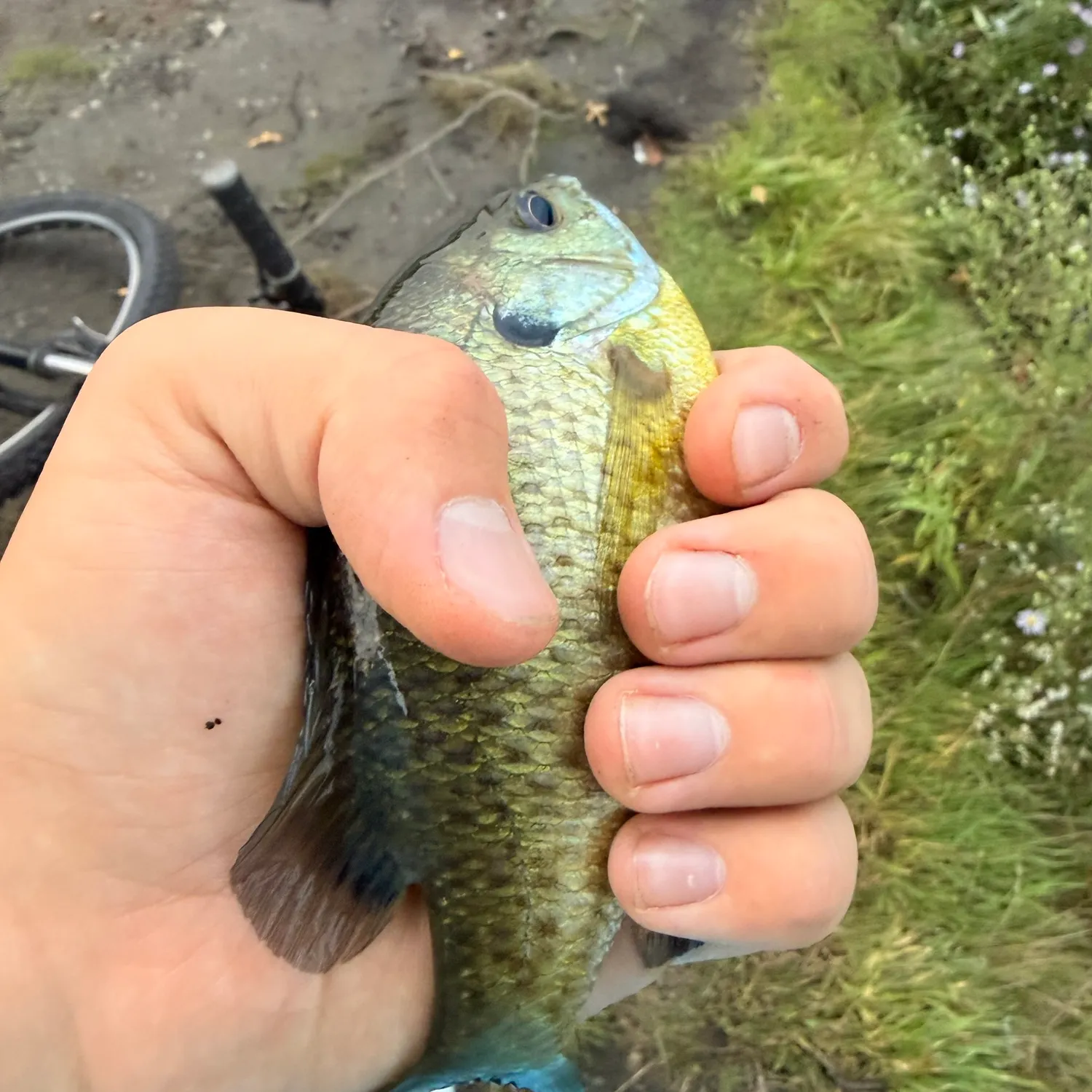 Bluegill caught on Fishbrain