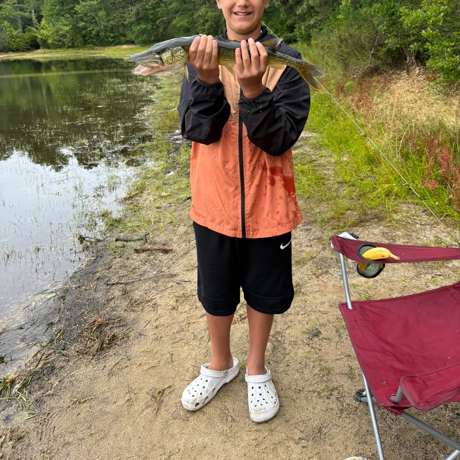 Chain pickerel caught on Fishbrain