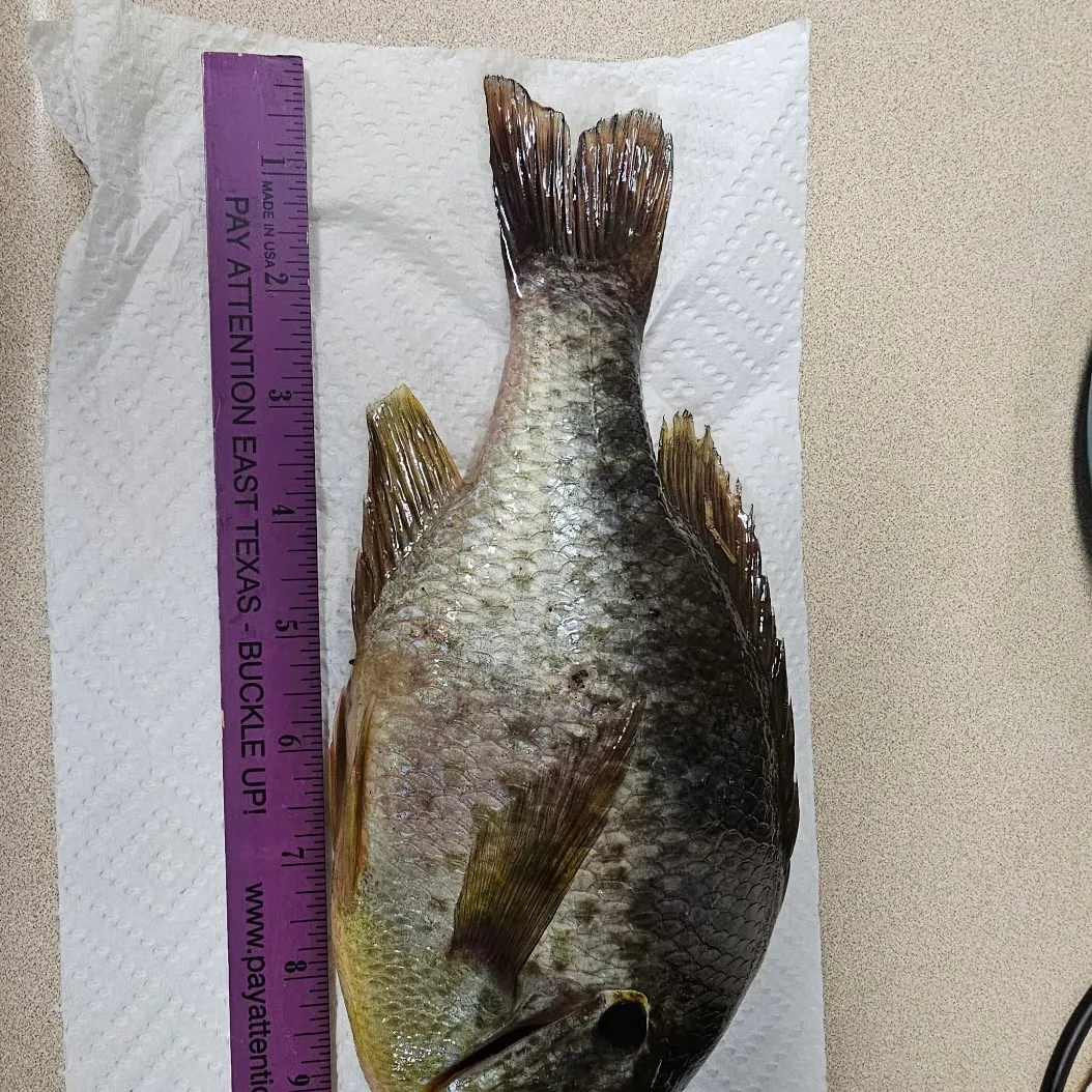 Redear sunfish caught on Fishbrain