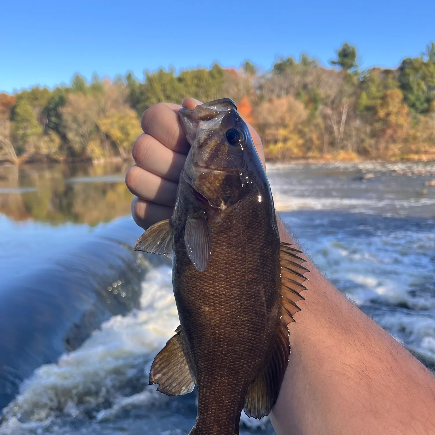 Smallmouth bass caught on Fishbrain