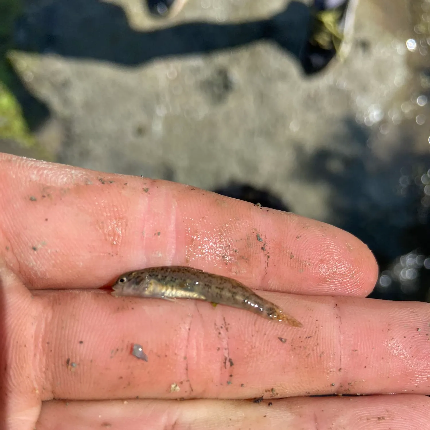 The most recent Cumberland snubnose darter catches on Fishbrain