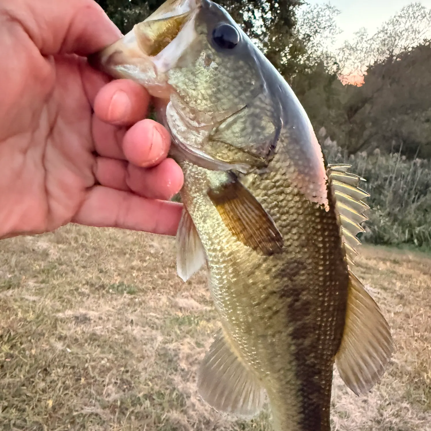 Largemouth bass caught on Fishbrain