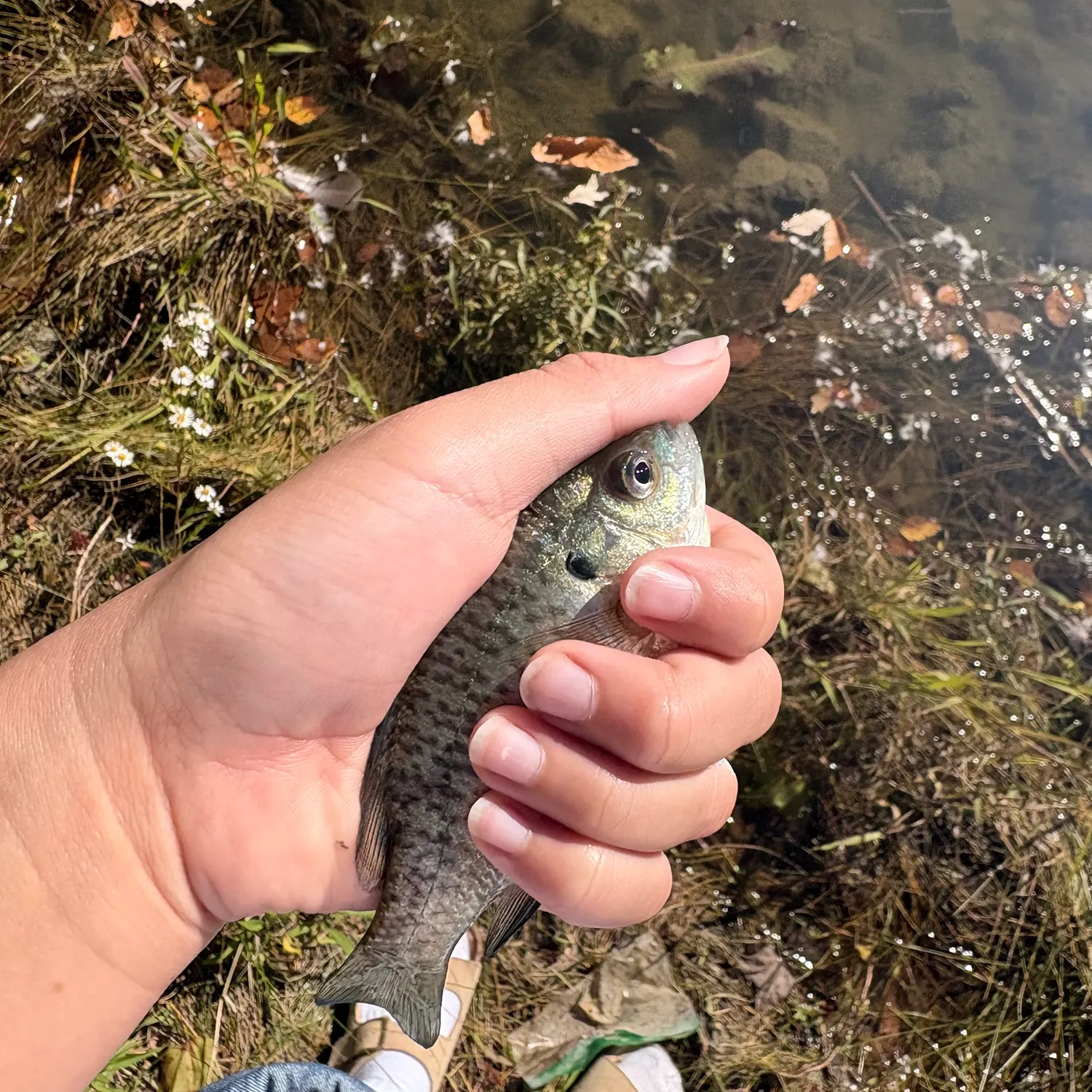 Bluegill caught on Fishbrain