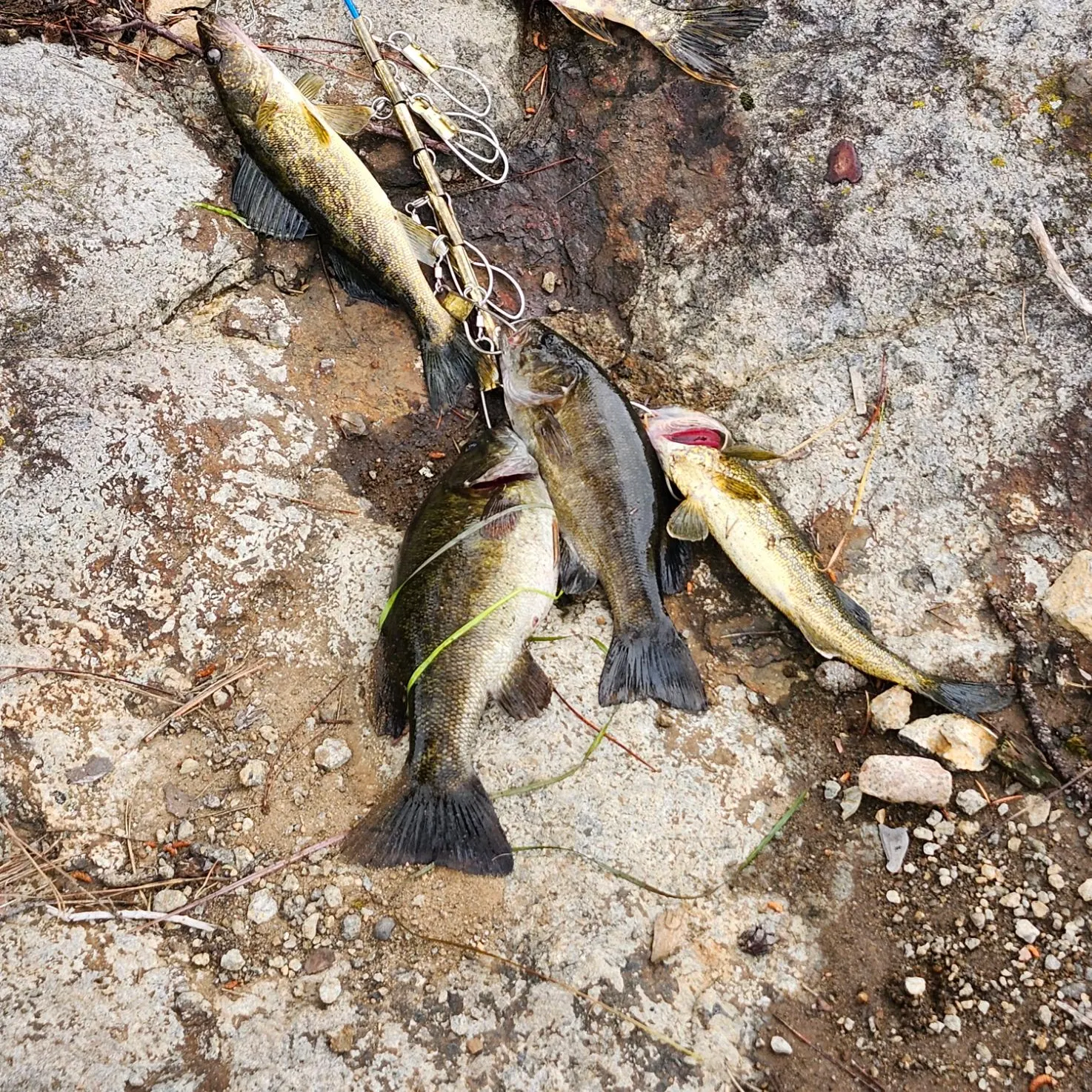 recently logged catches