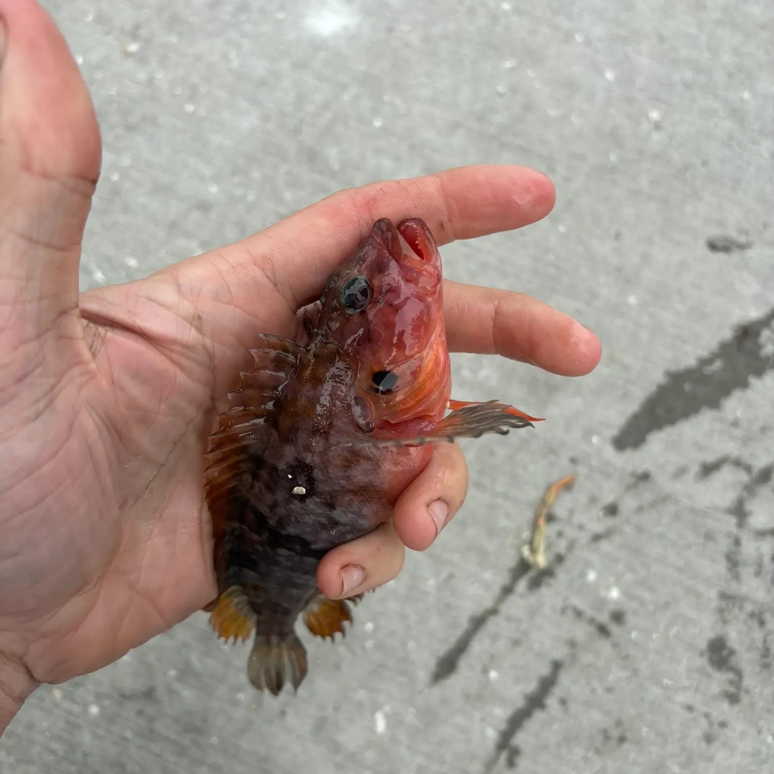 The most recent Northern red snapper catches on Fishbrain