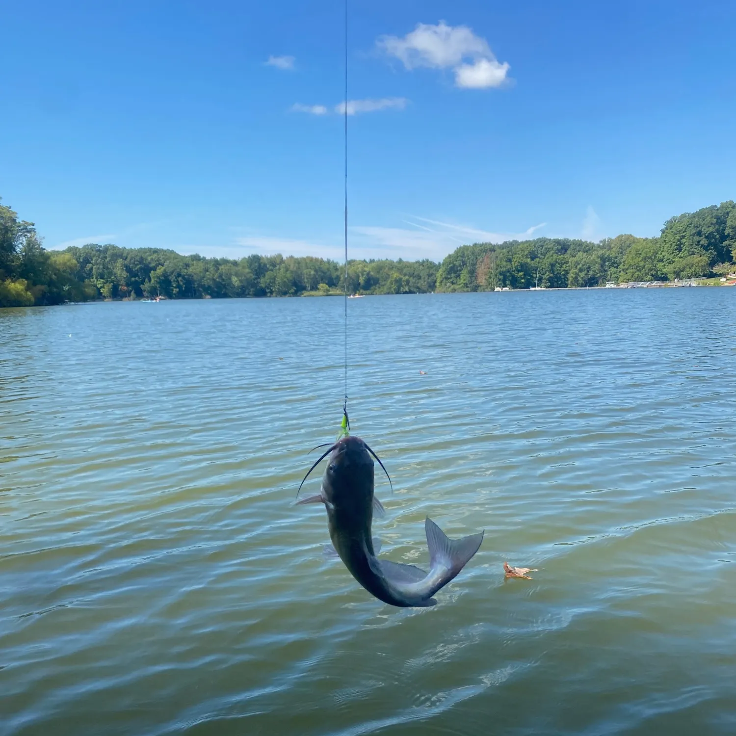 Channel catfish caught on Fishbrain