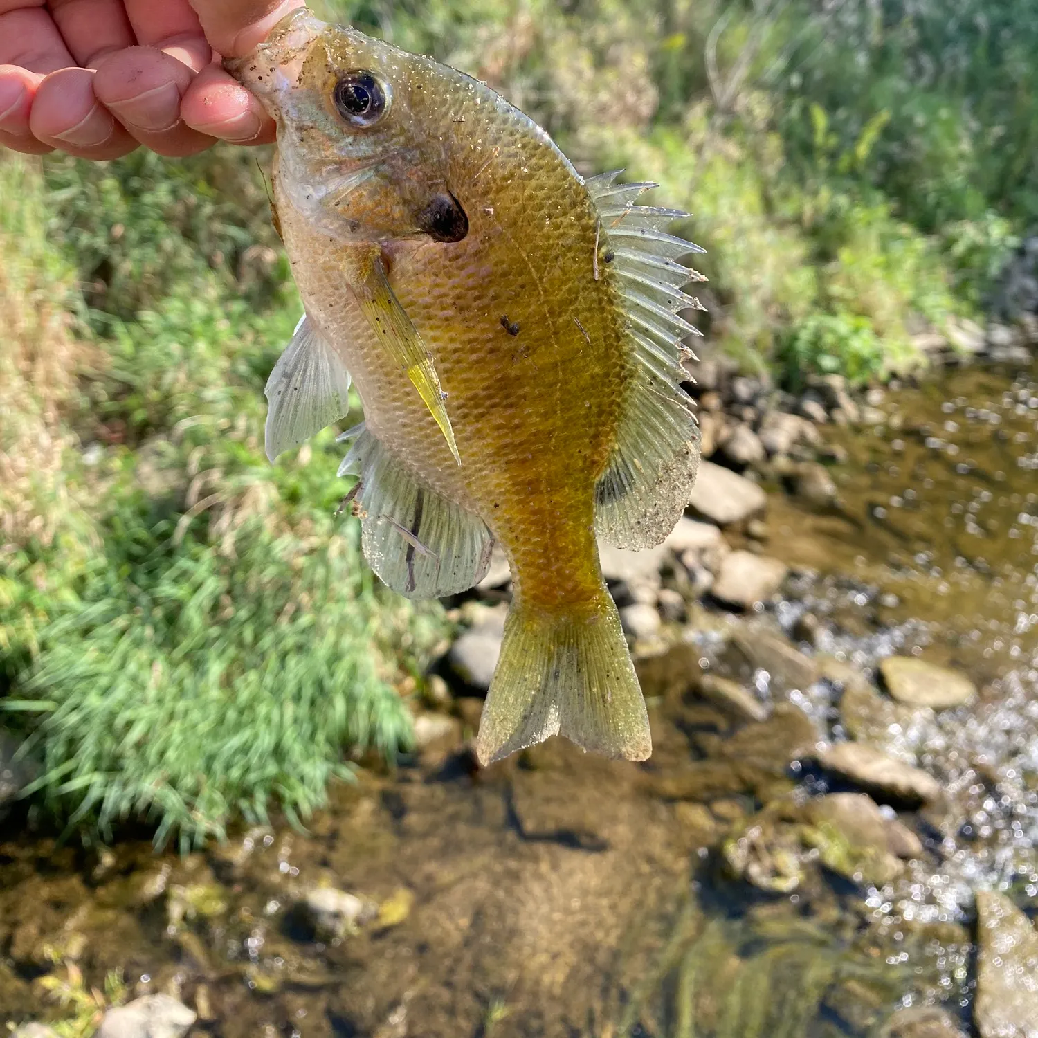 Bluegill caught on Fishbrain