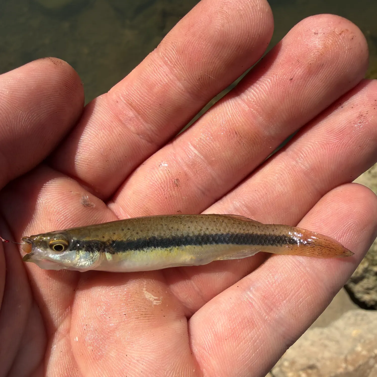 The most recent Blackspotted topminnow catches on Fishbrain