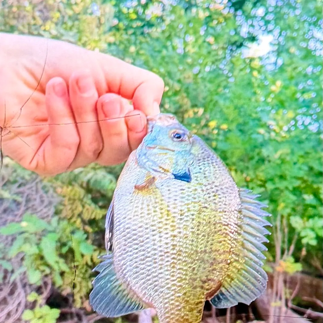 Bluegill caught on Fishbrain