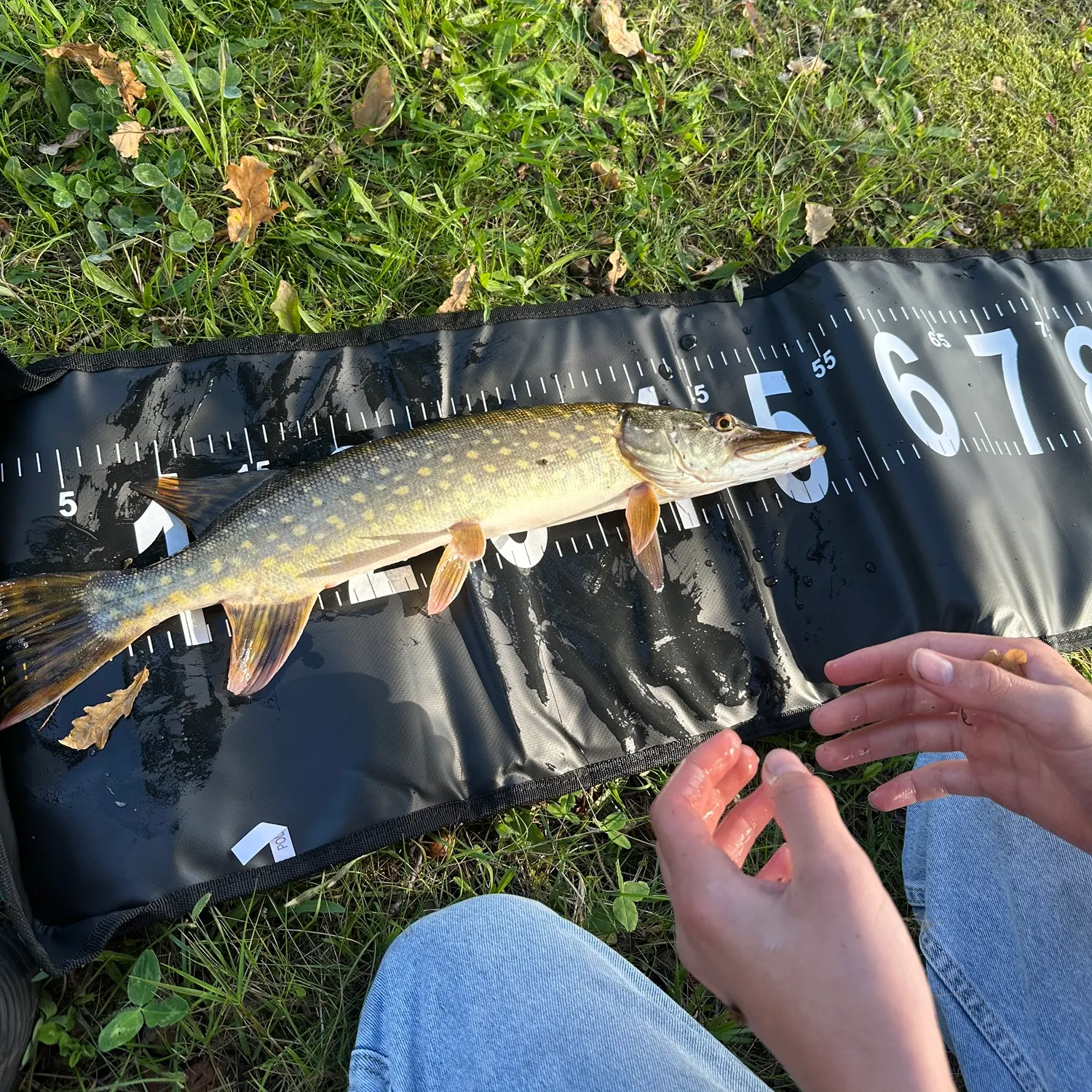 Northern pike caught on Fishbrain
