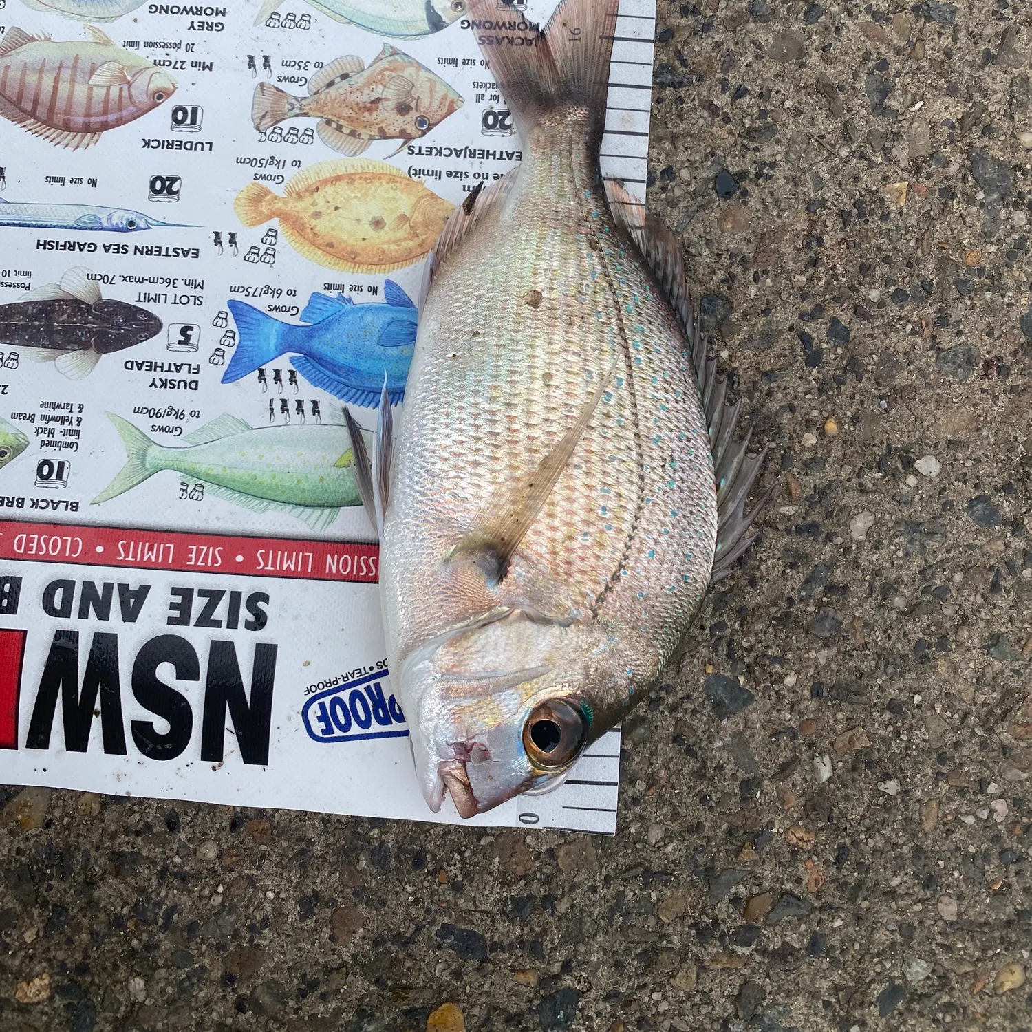 The most recent Australasian snapper catches on Fishbrain