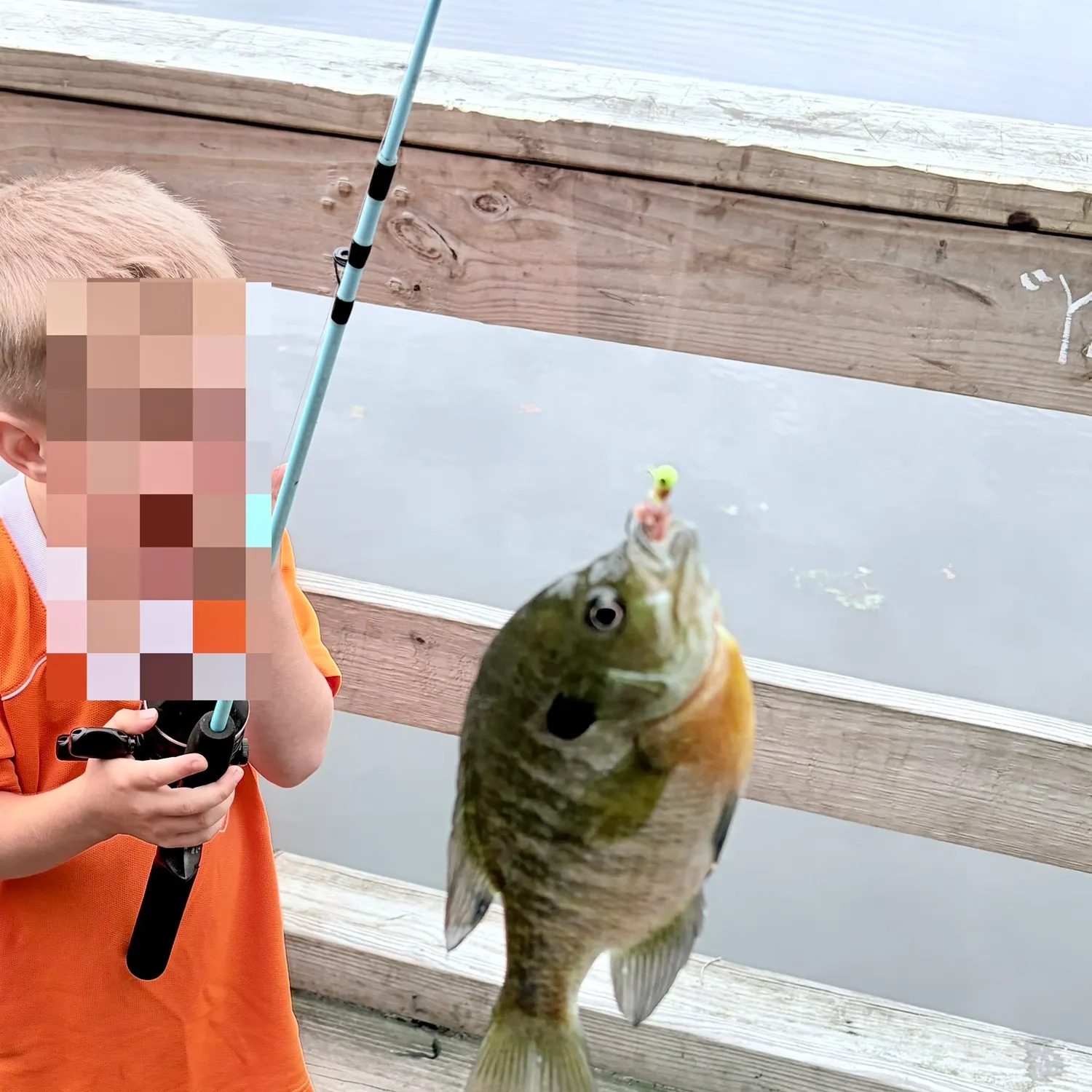 Bluegill caught on Fishbrain