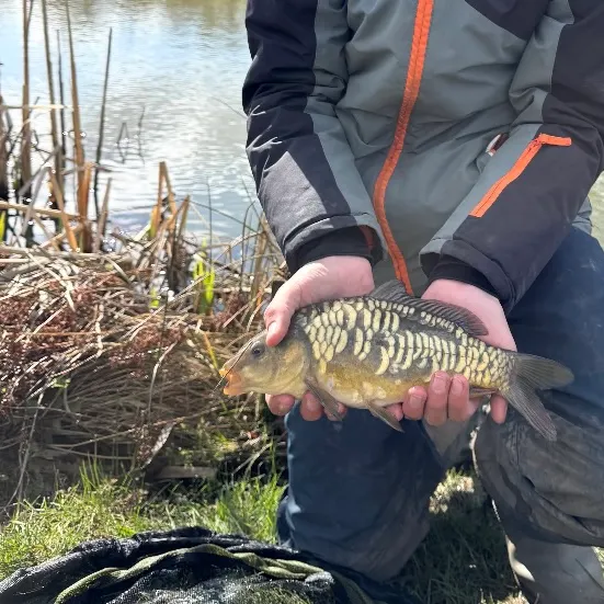 The most recent Mirror carp catches on Fishbrain