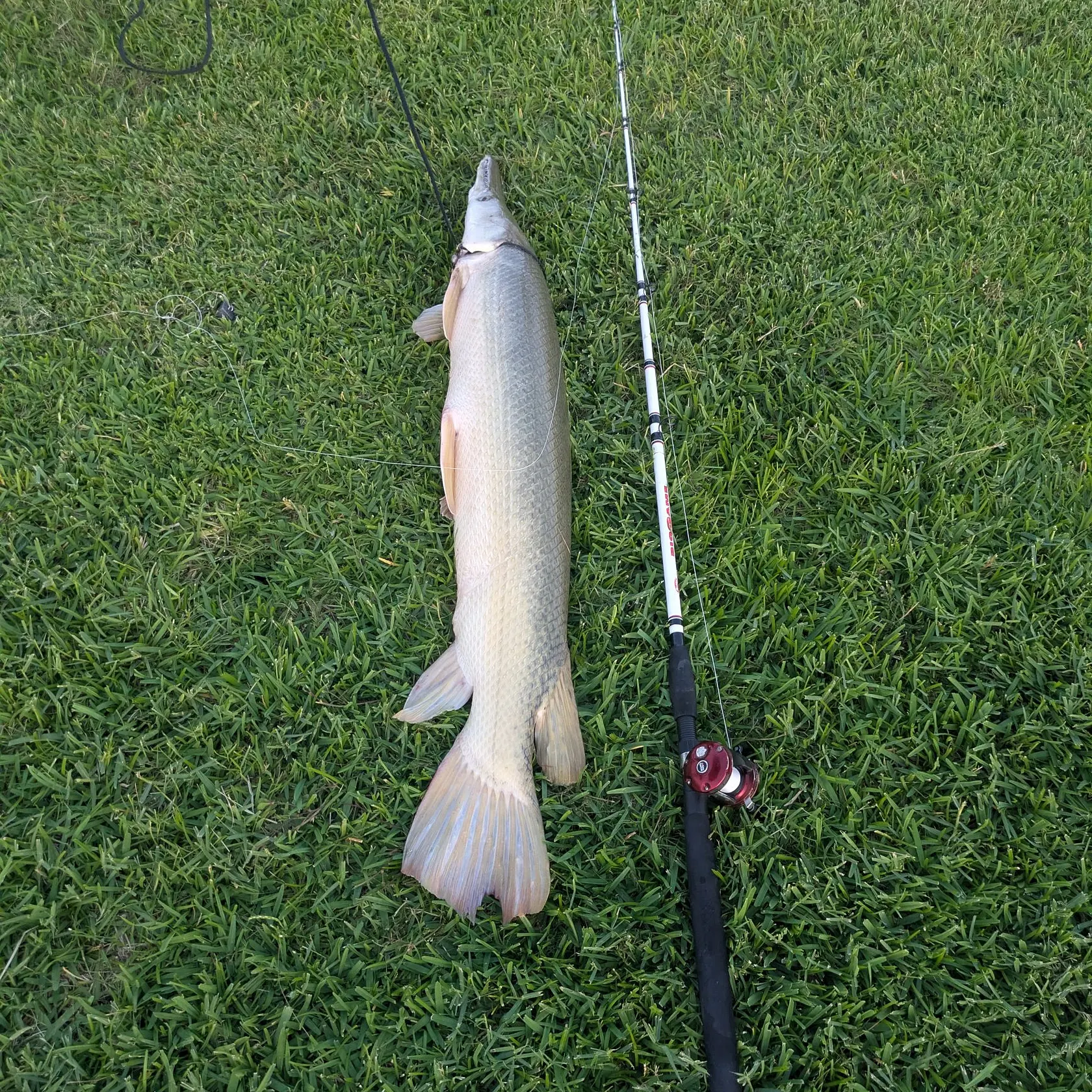 The most recent Alligator gar catches on Fishbrain