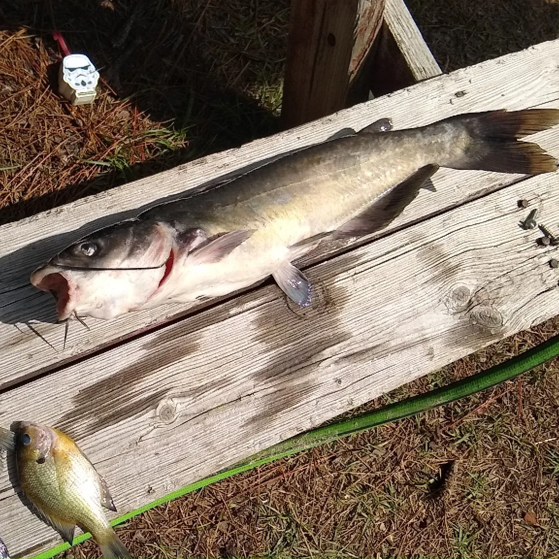 angler catch