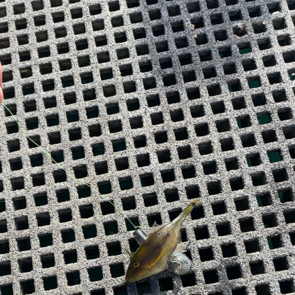 The most recent Black reef leatherjacket catches on Fishbrain