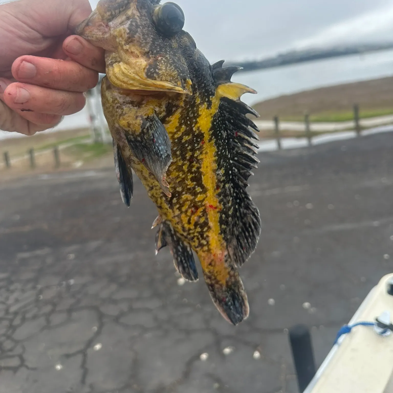 The most recent China rockfish catches on Fishbrain