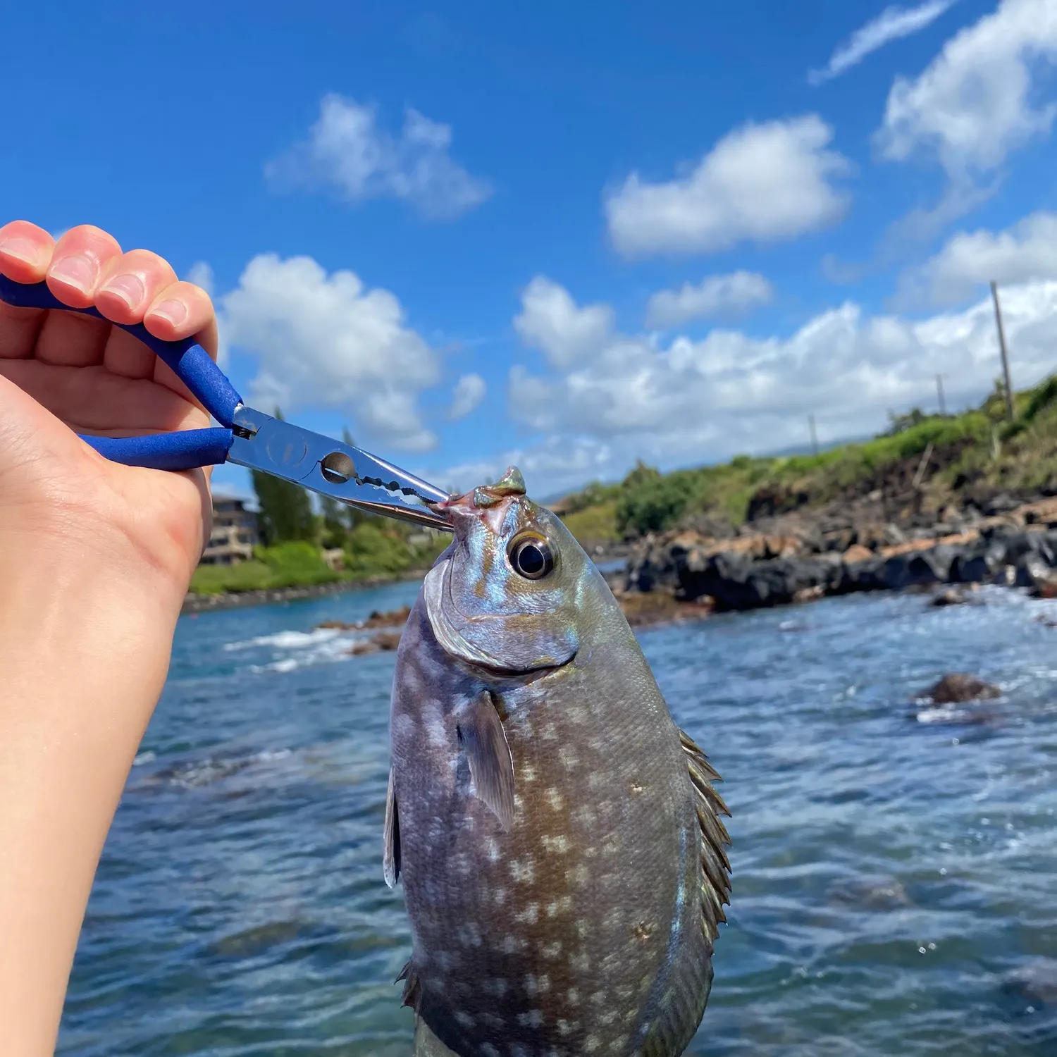 The most recent Grey sea chub catches on Fishbrain